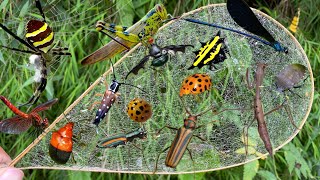 hunting and looking for habitats for beautiful insects|grasshoppers|beetles|dragonflies