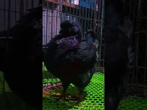 Video bồ câu king hà lan màu đen xám hàng khủng|Bồ câu Bạc... - youtube