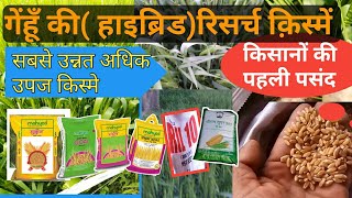 resarch wheat।अधिक उपज देने वाले  रिसर्च गेंहूँ किसानों की पहली पसंद।