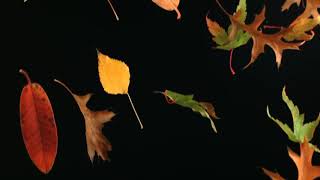 Falling autumn leaves with black screen Full HD released by NCV