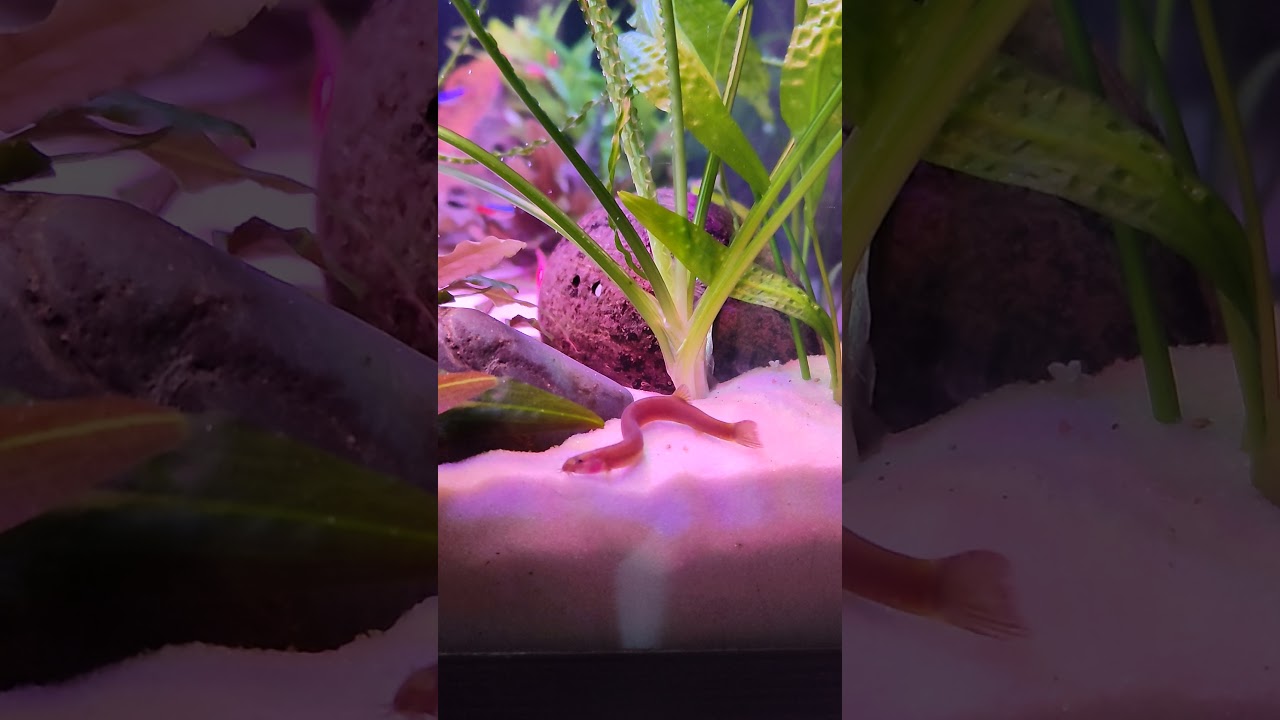 🐍 Пангио Облонга