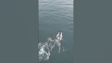 DJi drone whale watching.  #djimini3pro #drone #dji #epic #hawaii #maui #whales