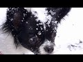 ❄️Снежная прогулка с Нюшей☃️🌲   21.11.2023🌨