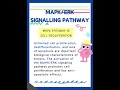 MAPK/ERK SIGNALLING PATHWAY - Downstream Function 1