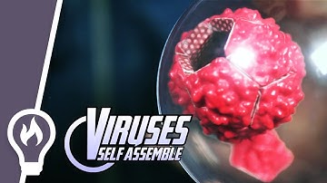 12 magnets show how viruses are built