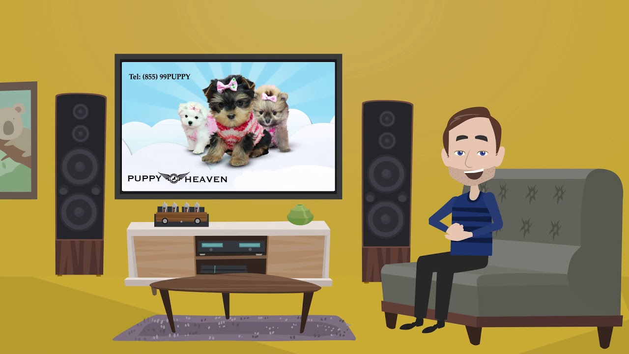 Popcorn Toy Maltipoo Puppy In Los Angeles Teacup Toy Puppies For Sale Youtube