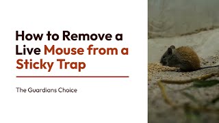 How to Remove a Live Mouse from a Sticky Trap | The Guardian's Choice