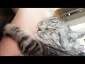 КОТЫ- НЕ ЭГОИСТЫ!!! Ученые развенчали миф!   CATS AREN'T SELFISH!!! Scientists debunked the myth!