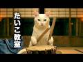【猫の日常】たいこ教室｜ねこせいかつ｜Taiko Class