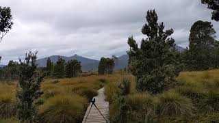 TWC OT Day 2.06 walking to path to Pine Forest Moor Hut near Windermere, TAS, Australia, 2020-02-10