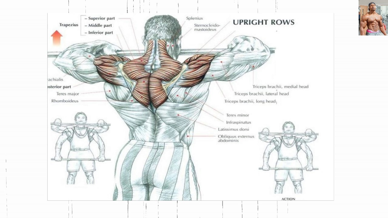 Bodybuilding Shoulder Workout Chart