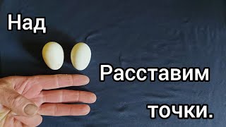 картинка: Пушкинские куры в вопросах и ответах! Часть 1.