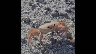 Crab amputates its own claw