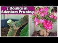 7 Doubts in Adenium Pruning | അഡീനിയം  പ്രൂണിങിനെ കുറിച്ചുള്ള 7 സംശയങ്ങൾ | vid # 46