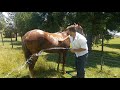 Como BAÑAR a un CABALLO | LosYeguarizosPinto