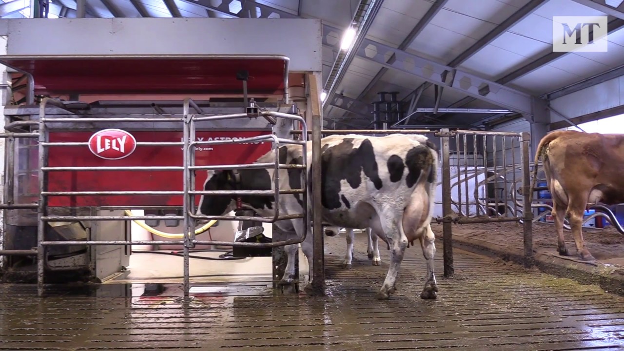 Lypsyrobotti Tuomalan tilalla