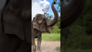 The Elephant's Tusks are his Teeth? Interesting Facts #shorts