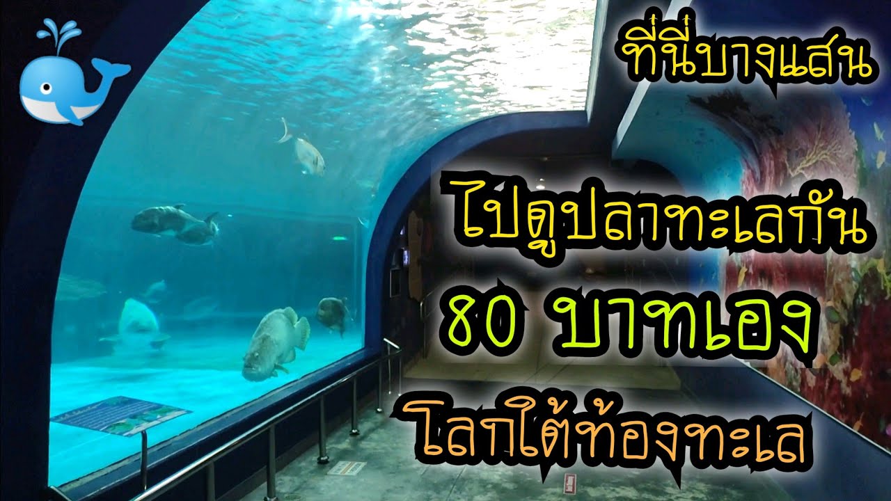 ไปดูปลาทะเลกัน 80 บาทเท่านั้น ตู้ปลายักษ์โลกใต้ทะเล  สถาบันวิทยาศาสตร์ทางทะเล ที่นี่บางแสน จ.ชลบุรี - Youtube