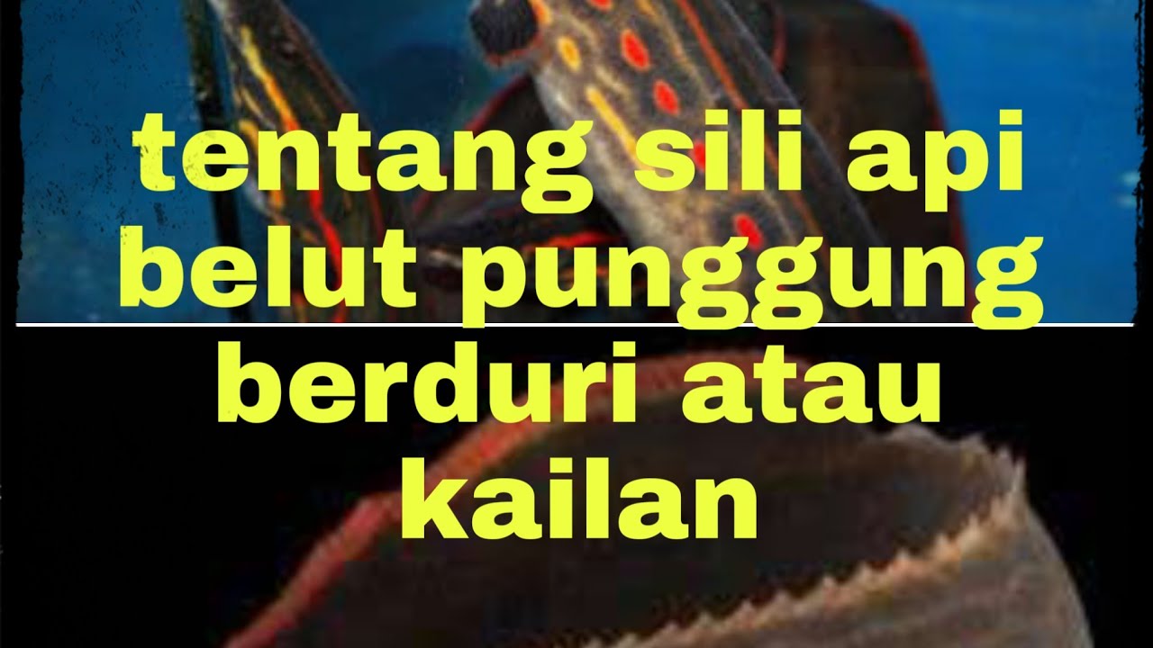 Mengenal belut punggung berduri atau sili api - YouTube