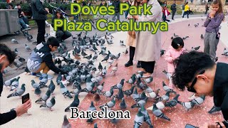 Doves 🕊️ Park Barcelona 4K Walk Tour #doves #shortsvideo