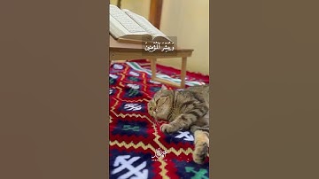 #أحمد_عجلان #quran #راحة_نفسية #اكسبلور #الكهف #سورة_الكهف #surah