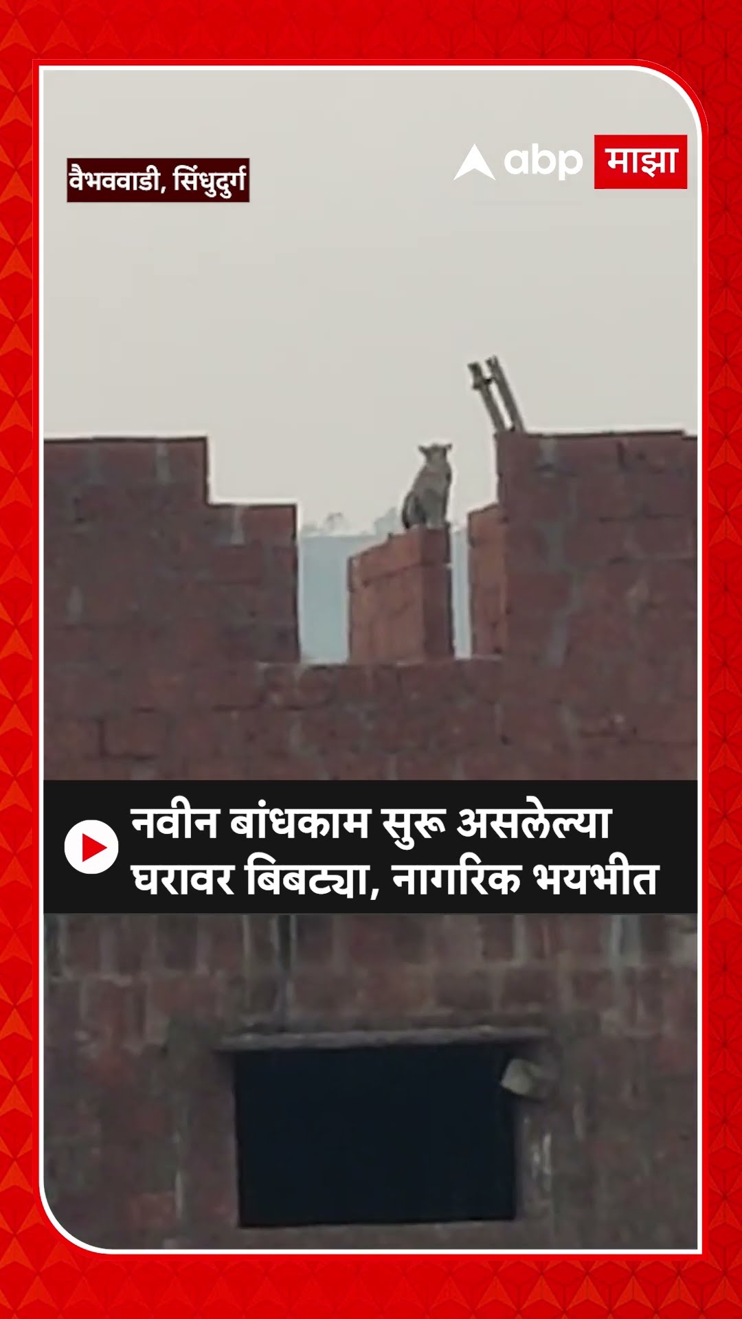 VaibhavWadi Leopard | नवीन बांधकाम सुरू असलेल्या घरावर बिबट्या, वैभववाडीतील नागरिक भयभीत
