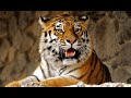 В Казахстан переселят амурских тигров