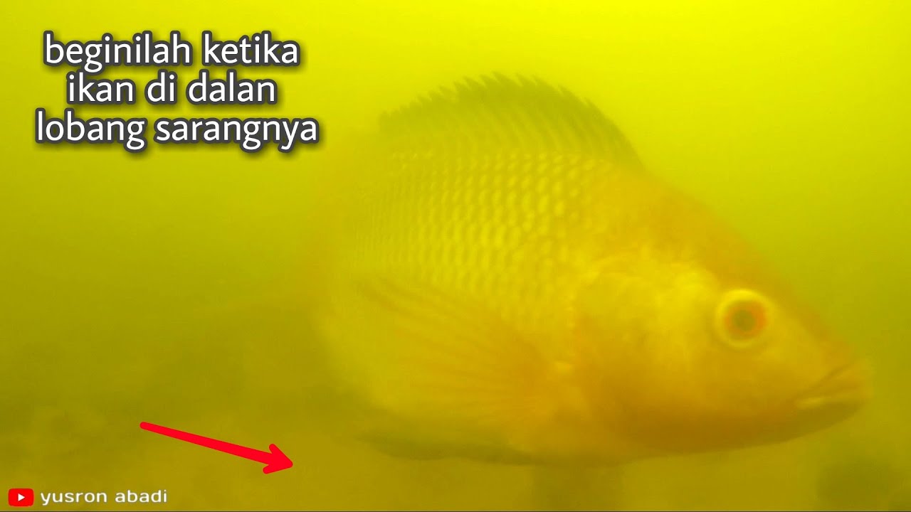 BEGINILAH KETIKA IKAN NILA DI LOBANGNYA /SARANGNYA