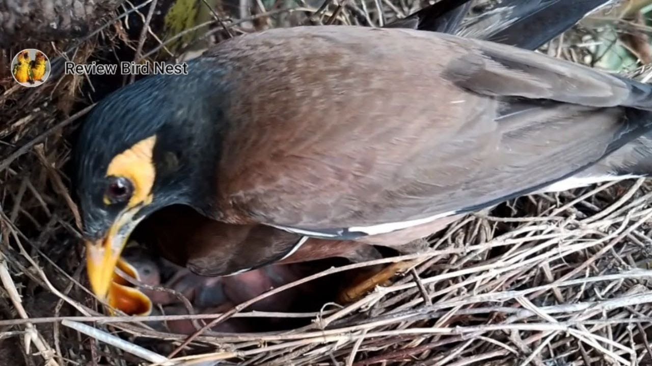 Common Myna Beautifully feeding her little baby in the nest! (EP12 ...