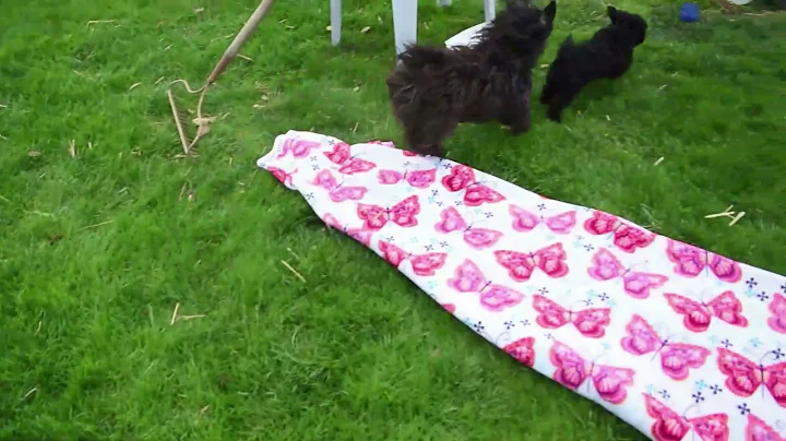 Yorkie Poo Puppies For Sale Elizabeth Stoltzfus