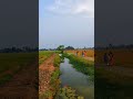 Manakkachira Paddy Fields(മനക്കച്ചിറ) #kerala #SlowLiving#NatureAesthetic#Peaceful#ExplorePage