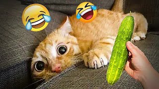 Best Funniest Cats 😹 - Don't try to hold back Laughter 😂 Funny Cats 2023 #112 by DT Pets 681 views 4 months ago 11 minutes, 34 seconds