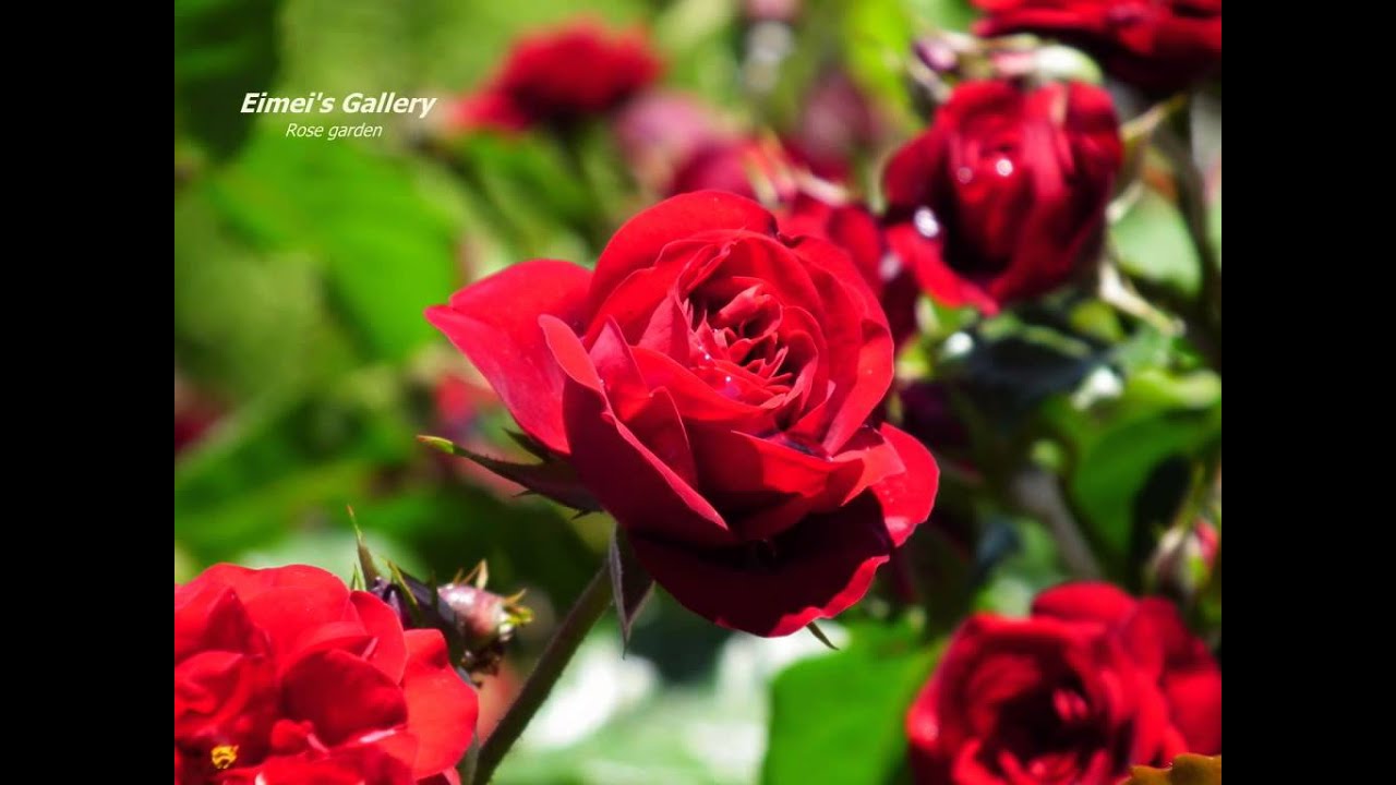 ROSE GARDEN YouTube