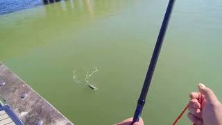 Big Striper at the James River Fishing Pier