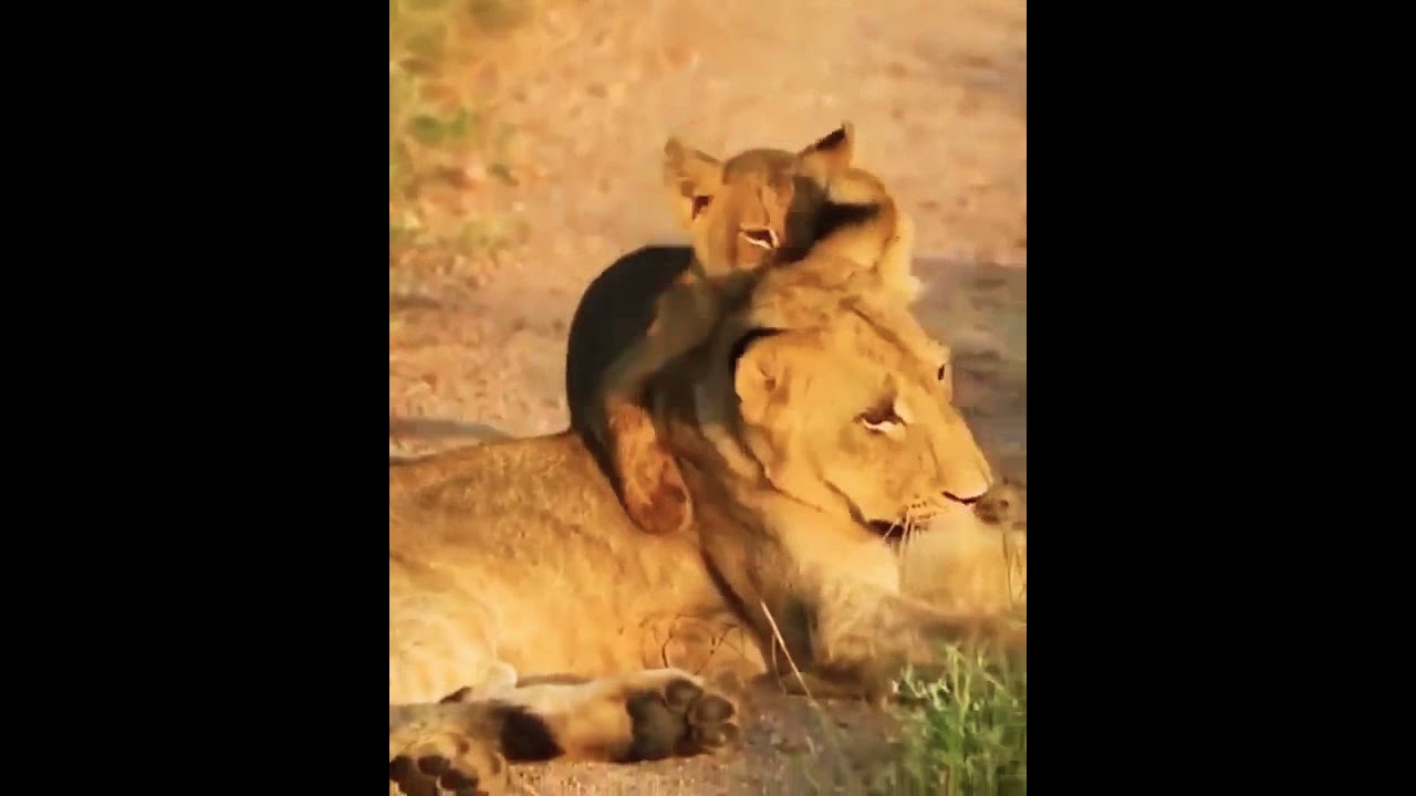 Cute Lion Cub status 🐾🐾🦁 | Lion Cub | Lion Cubs Playing With Mother Lion 🦁 #shorts