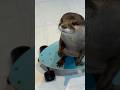 【神業】スケボーを乗りこなし始めたカワウソが異次元すぎる😳😳 SKATER OTTER: Next Level Skills! 🦦🛹😳😳 #shorts