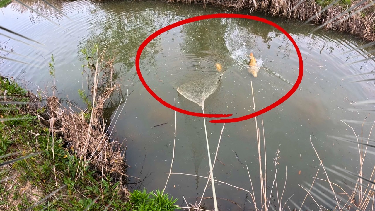 絶滅危機の魚を守るため、犯人を投網で一掃しました。【春のタナゴ大感謝キャンペーン】