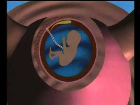 Vídeo: Per què la placenta és essencial per al desenvolupament fetal?