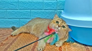 Eli The Cat Is Lying Down And Playing With A Feather Broom