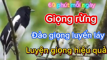 Luyện giọng choè than, choè than hót giọng rừng đảo giọng luyến láy hiệu quả nhất