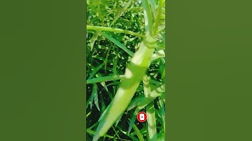 New #tranding #vidoeshort #Sort#nature #suscribe #Like#Song#Ringtone#Tree#image Videos