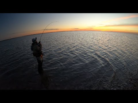 Video: Che pesci ci sono nella baia di Matagorda?