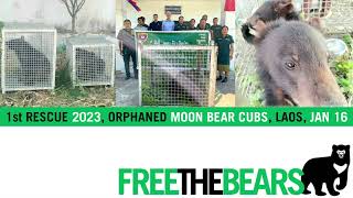 1st RESCUE OF 2023! 2 orphaned moon bear cubs