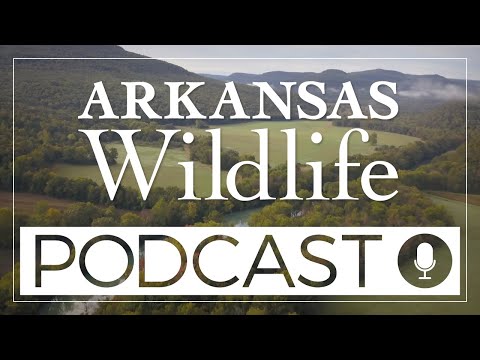 Arkansas Wildlife Podcast Episode 58- Smallmouth Bass and Alabama Shad Research