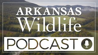 Arkansas Wildlife Podcast Episode 58- Smallmouth Bass and Alabama Shad Research