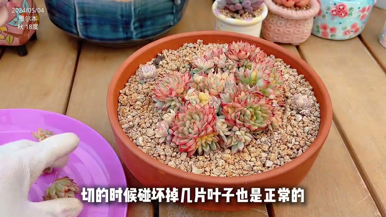 75#多肉植物❤️ミニベル錦群生❤️極美斑　極美苗❤️12頭17cm!拔キ苗！ ミニベル群生 – 多肉植物の通販・販売サイト tawawa