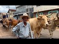 A HISTORIA!!!  SEU GERALDO COM 97 ANOS NO 13º ENCONTRO DE CARREIROS  MAIS DE 100 CARROS DE BOI