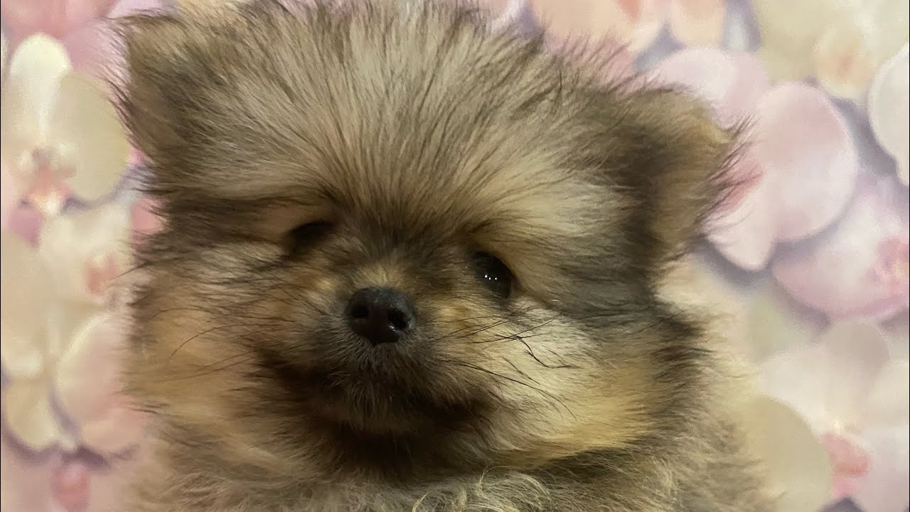 Наши щеночки шпица, май 2023