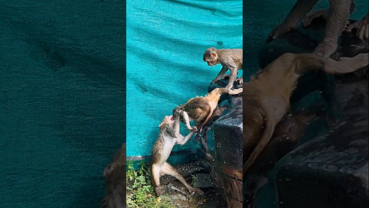 monkey fight 😡🐒 