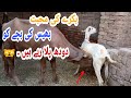 Buffalo Drinking Milk Goat |Halani Cow Goat Mandi Services